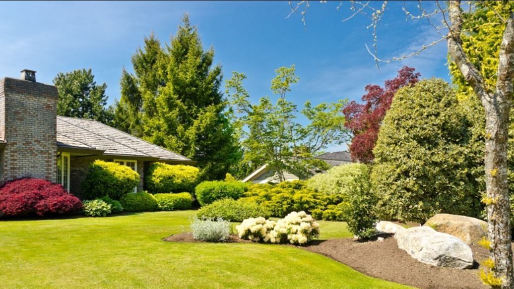 Manicured Trees
