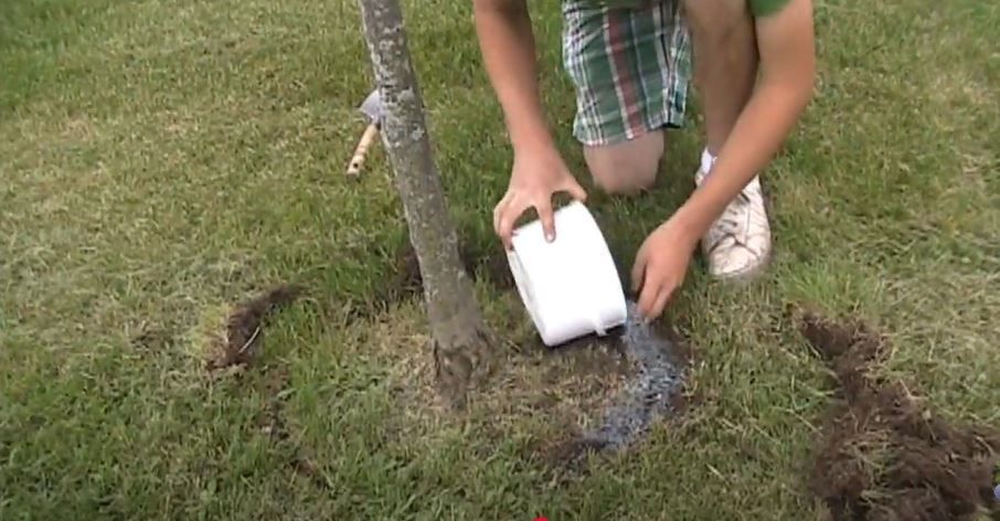 tree fertilizing