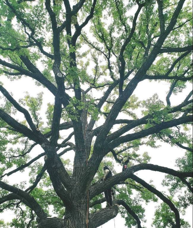How to Spot Winter Damage Before It Becomes a Summer Problem