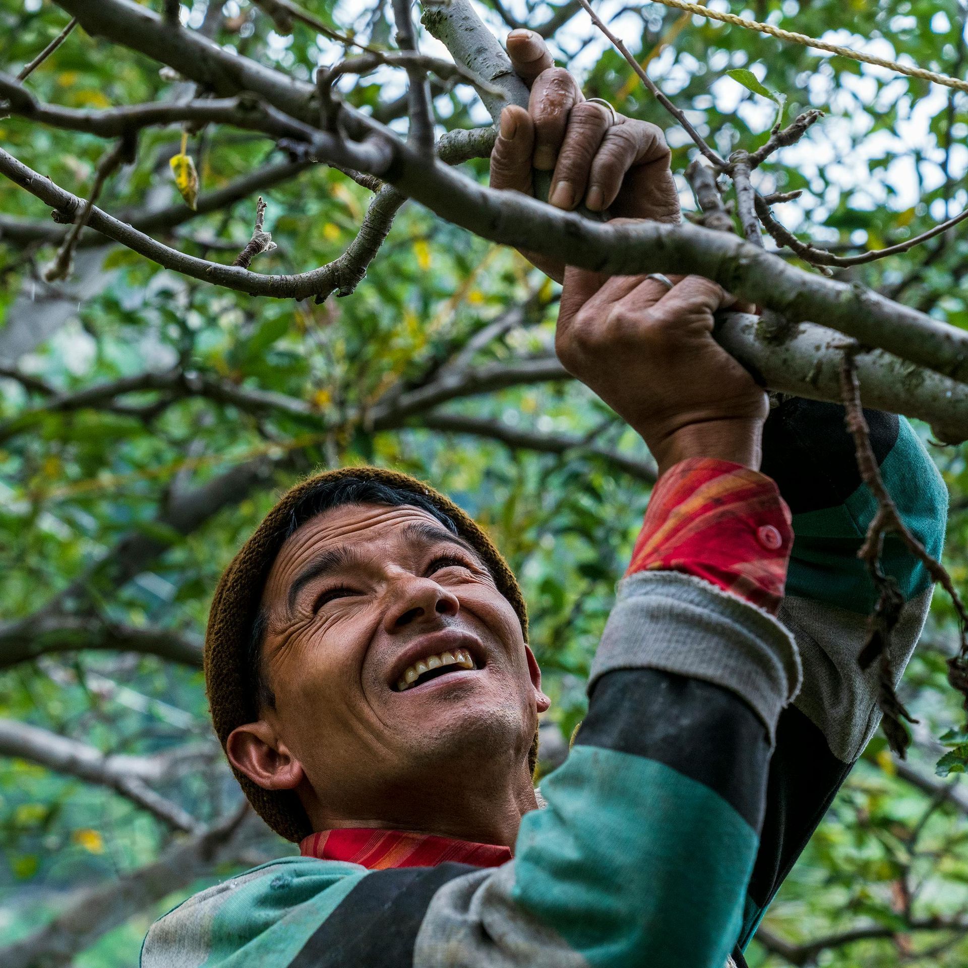 A man is hanging from a tree branch and smiling.