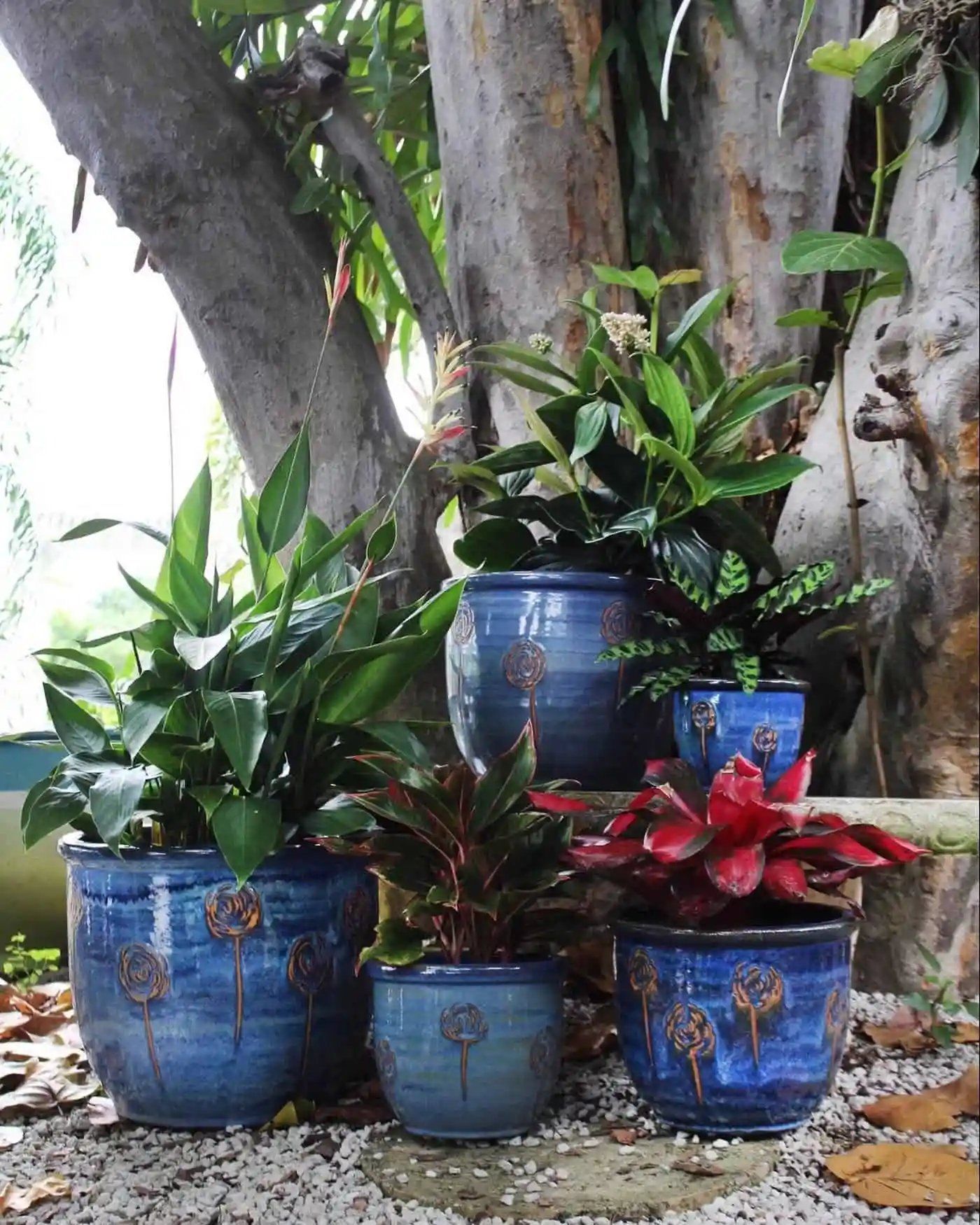 Five blue ceramic pots with plants, arranged in front of a tree. Various green and red plants are displayed in the pots.