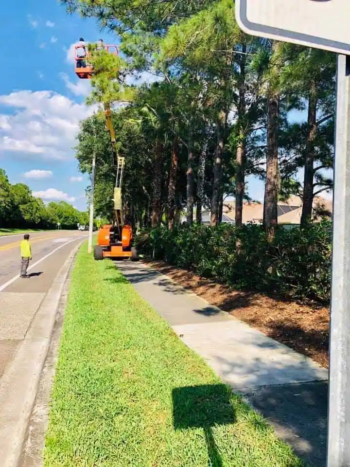 A tree trimming crew uses a lift to prune tall trees along a sidewalk next to a road. One worker is visible on the ground.