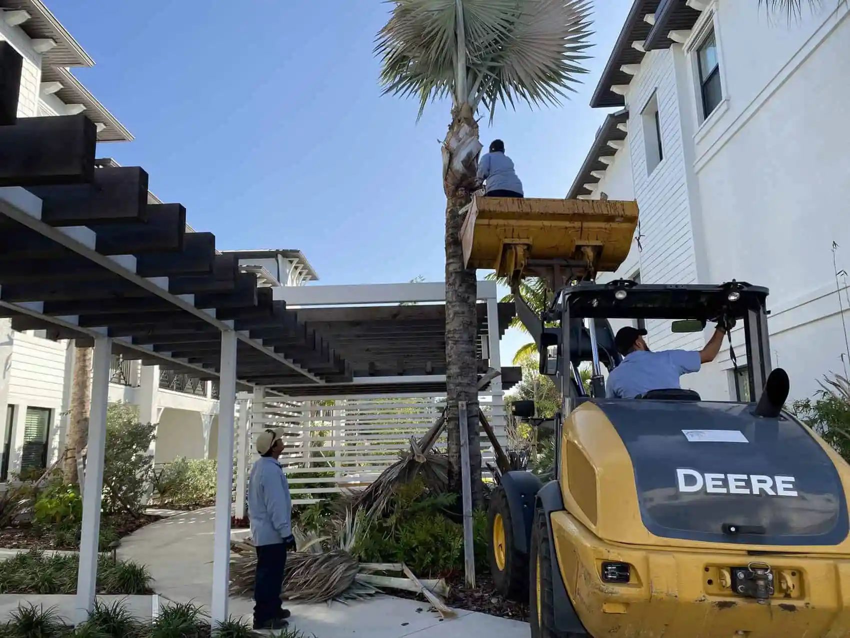 Men trimming a tall palm tree with a John Deere lift. Two men are in the lift basket, one on the ground. Near a pergola and white buildings.