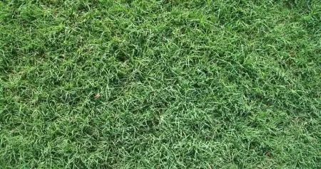 Green lawn, close-up view. Blades of grass fill the frame, appearing lush and healthy.