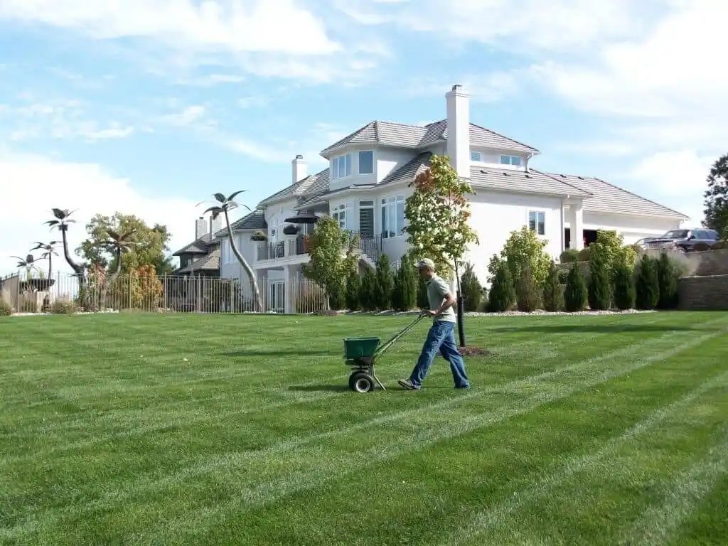 Man fertilizing a large, green lawn in front of a white house with a blue sky. The lawn has neat stripes.