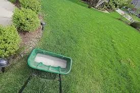 Green lawn with a green spreader filled with white granules, near bushes and a walkway.