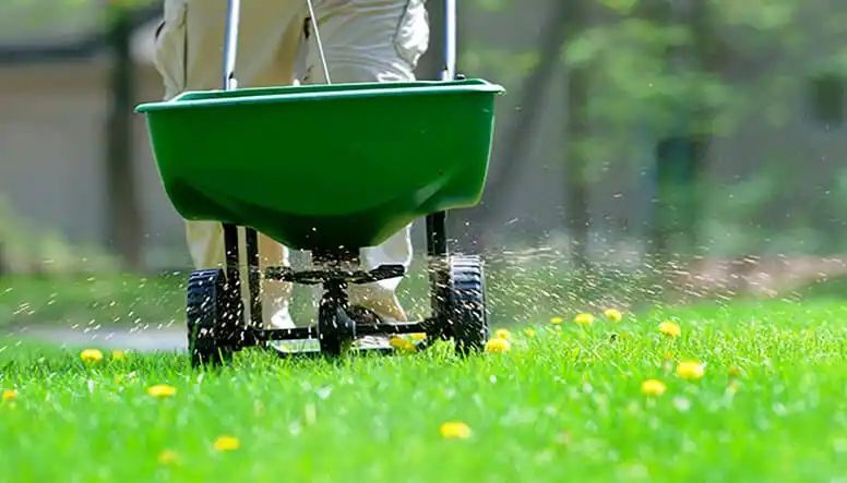 Person spreading fertilizer on a green lawn with a green spreader.