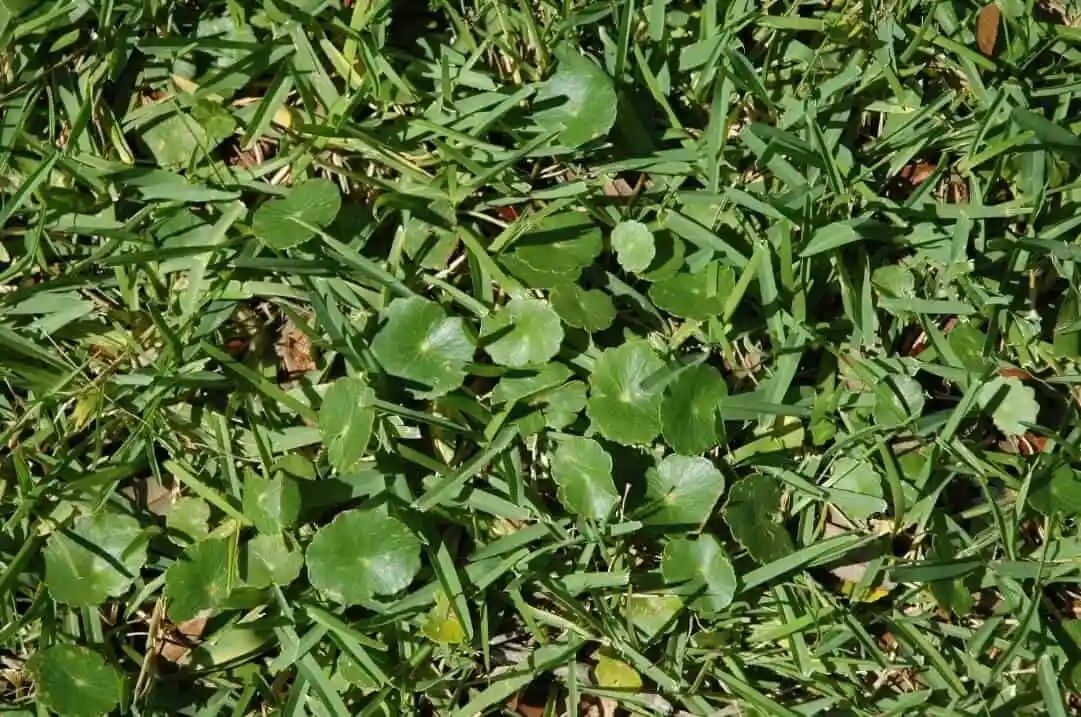Green lawn with patches of round, light green weeds.