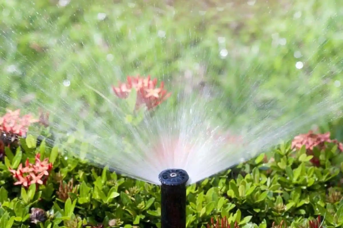 Sprinkler spraying water on green bushes with red flowers, outdoors.
