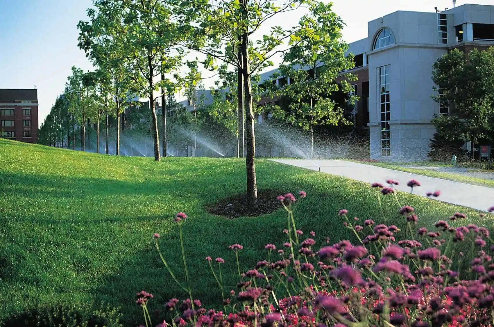 Green lawn with sprinklers watering the grass, row of trees, and a building on a sunny day. Purple flowers in the foreground.
