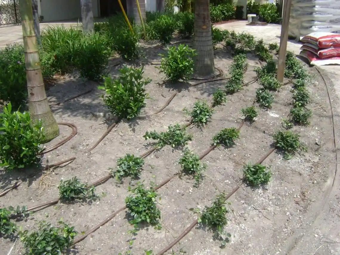 Brown irrigation lines and small green plants in a sandy garden bed, near palm tree trunks.