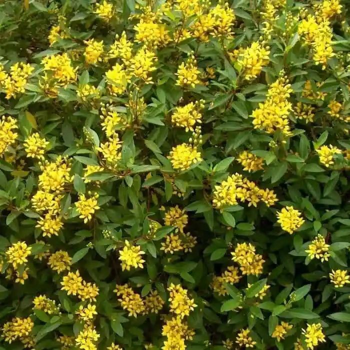 Bright yellow flowers bloom on a green-leafed shrub.