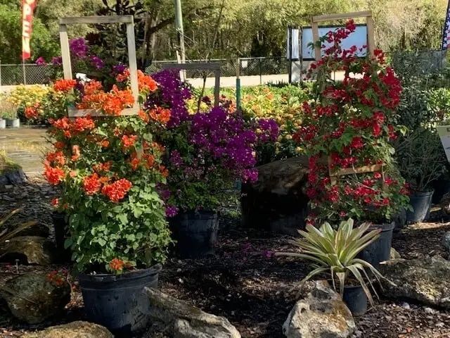 Colorful bougainvillea plants in black pots at a nursery; orange, purple, and red blooms are visible.
