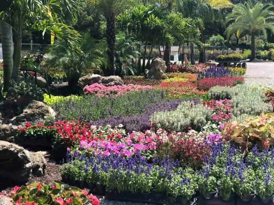 Colorful flowerbeds at a garden center, featuring a variety of blooms and tropical foliage in a sunny outdoor setting.
