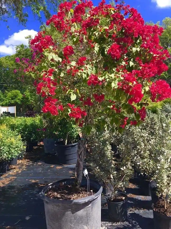 Red bougainvillea tree in a black pot, surrounded by other potted plants at a nursery under a blue sky.
