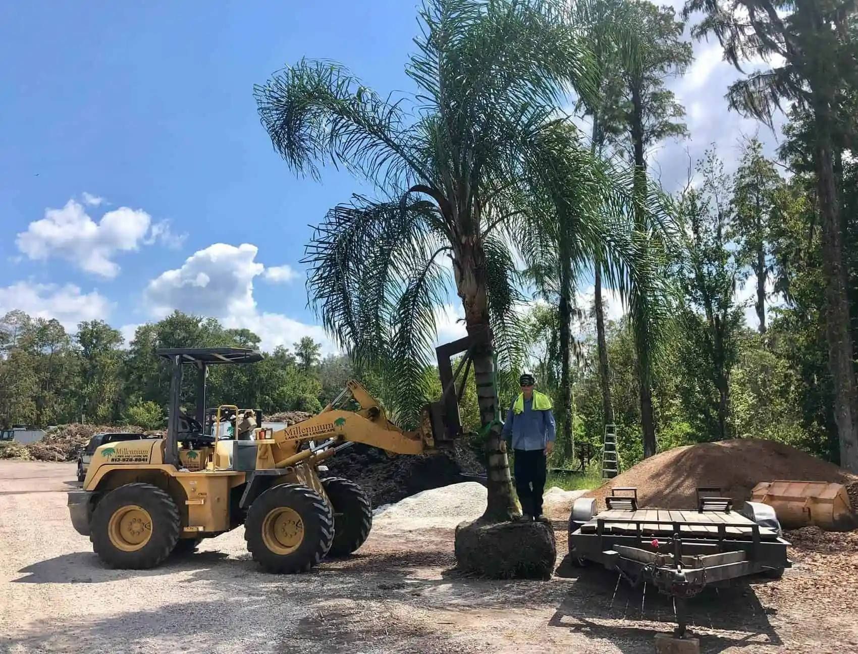 A yellow loader lifts a palm tree, next to a person, on a gravel surface, with a pile of dirt and trees in the background.