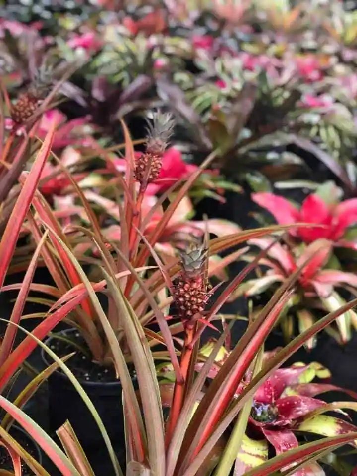 Red and green bromeliads with small, emerging pineapples at a plant nursery.
