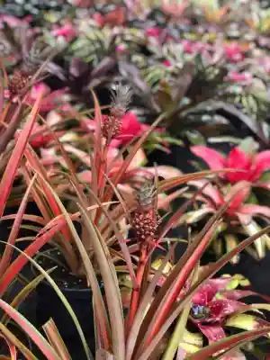 Red and green ornamental pineapple plants with small developing fruits.