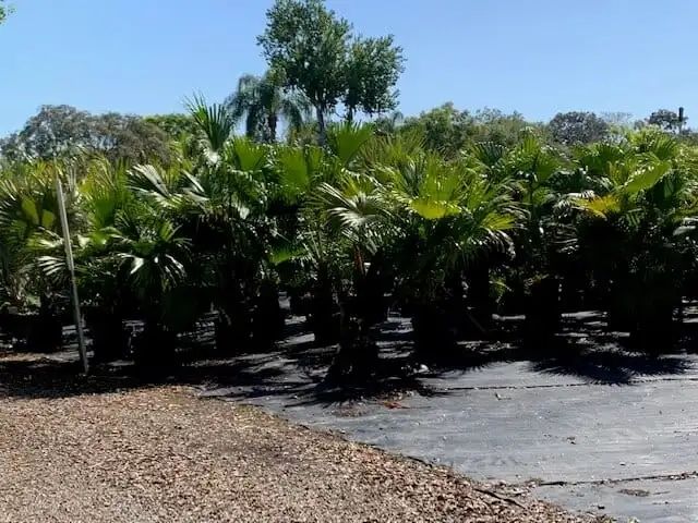 Rows of potted palm trees in an outdoor nursery under a bright blue sky. The ground is covered in mulch and a dark tarp.