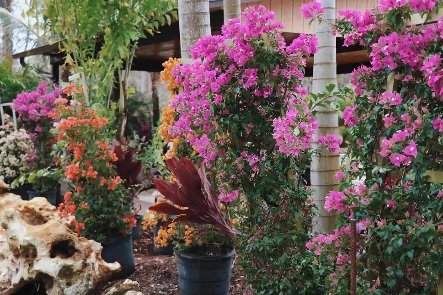 Rows of potted bougainvillea in vibrant pink and orange blossoms, with green foliage, set in a garden.