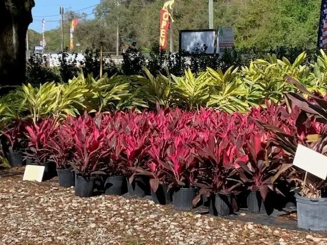 Rows of potted plants with vibrant red and yellow leaves displayed outdoors at a garden center.