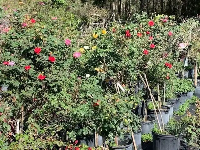 Rows of potted rose bushes with blooms in red, pink, and yellow, at a plant nursery.