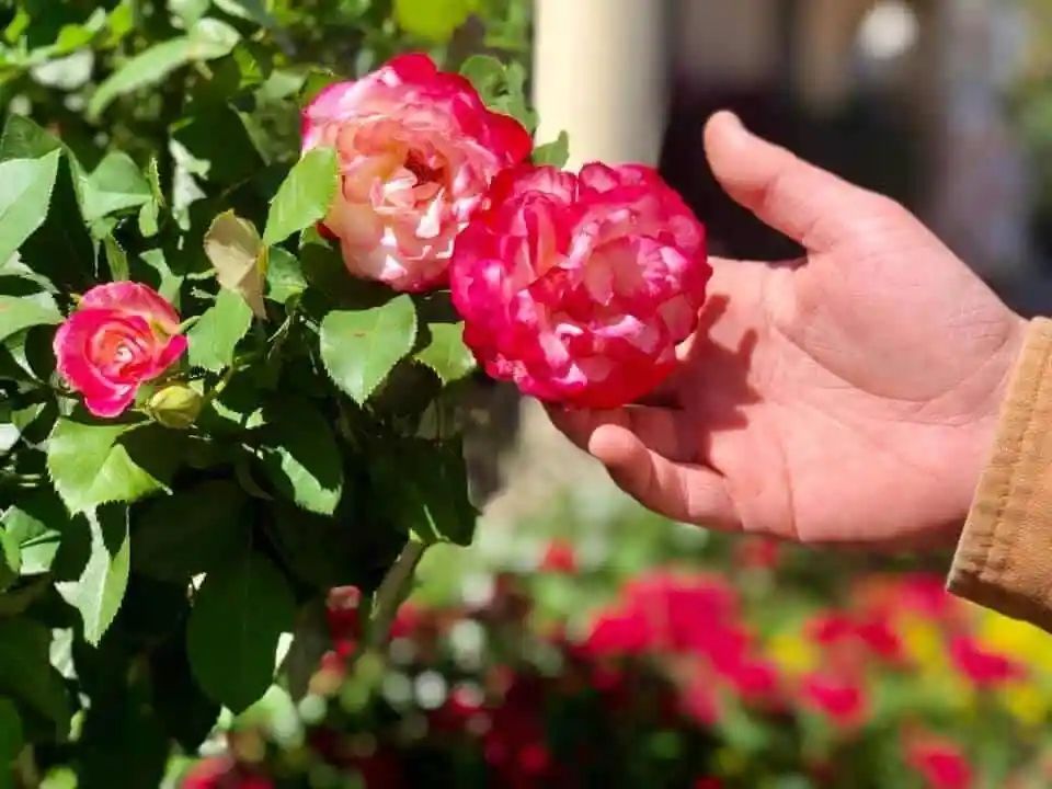 Hand reaching toward red and white roses growing on a bush. The background includes more red flowers and a tan building.