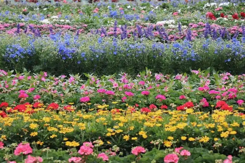 Rows of colorful flowers in a field, including pink, yellow, red, purple, and blue blooms.