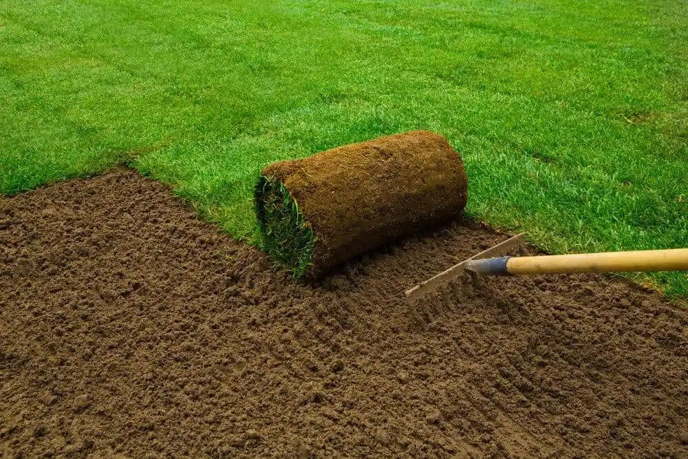 A roll of sod being unrolled on prepared soil, with a rake in use, green grass in the background.
