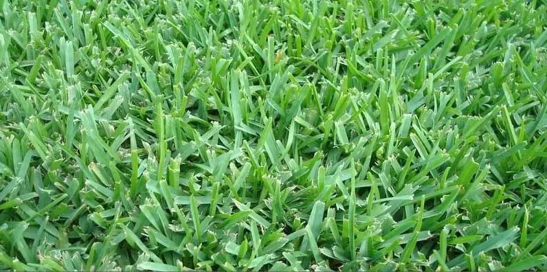 Close-up of vibrant green blades of grass, tightly packed together, creating a lush lawn texture.