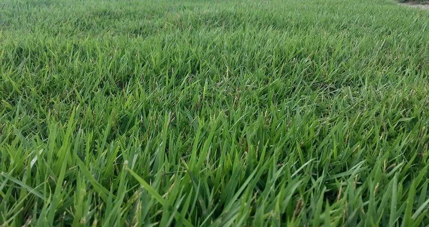 Close-up of a lush, green lawn filled with blades of grass. The grass appears healthy and densely packed.