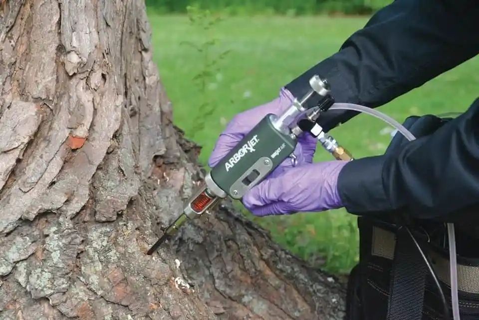 Person injecting a tree with a device. They are wearing purple gloves and a dark jacket, outdoors.