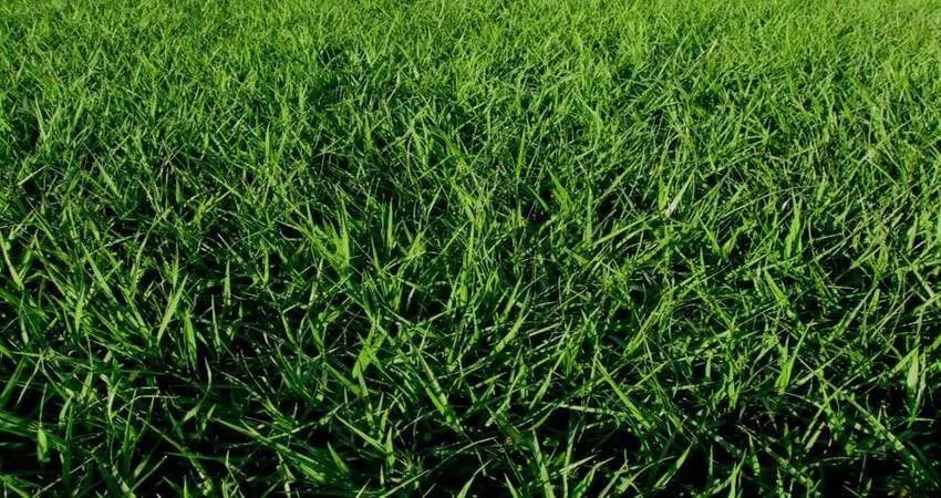 Close-up of a lush, green field of grass.