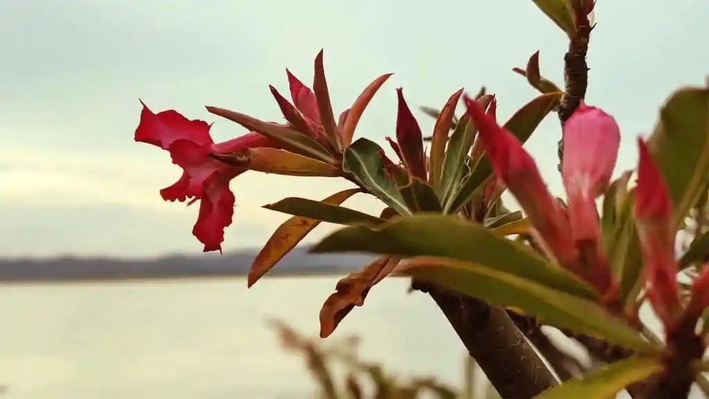 Red and pink flowers and buds on a branch, with green and orange leaves, set against a blurred waterside background.