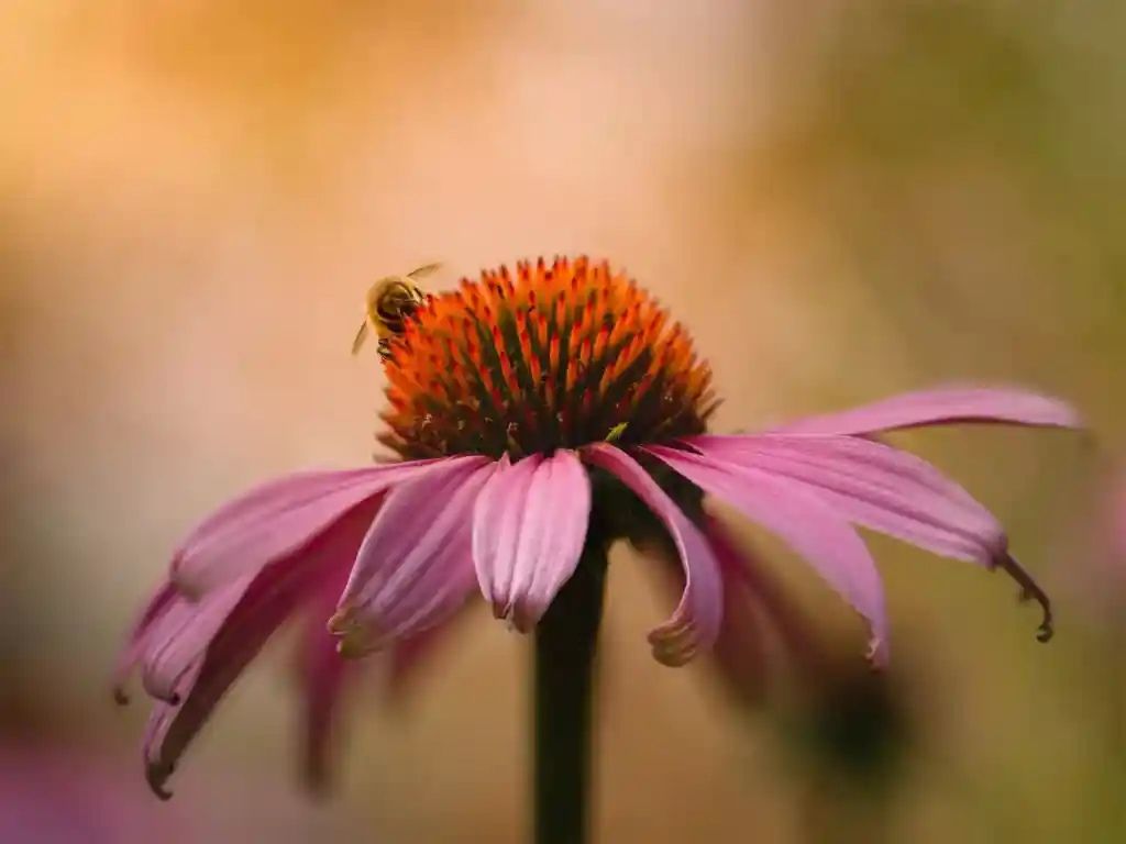 Bee on a purple coneflower with a reddish-orange center, with a blurred background.
