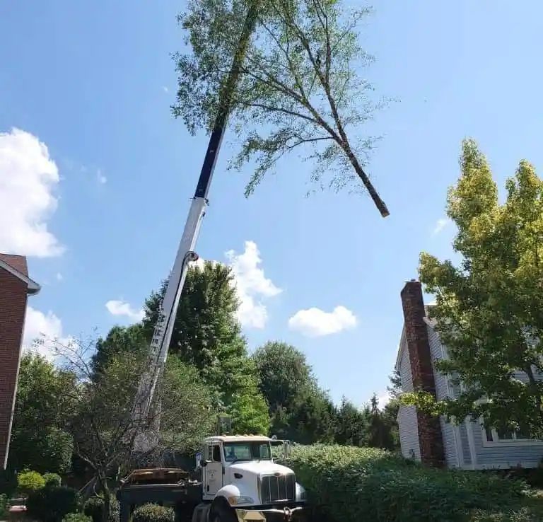 A crane truck removing a large tree branch on a sunny day. The crane is extended over a truck bed, near a house and other trees.