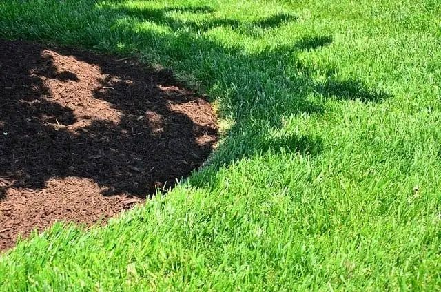 A green lawn borders dark brown mulch in a sunny setting. Shadow of a tree is cast on the lawn.