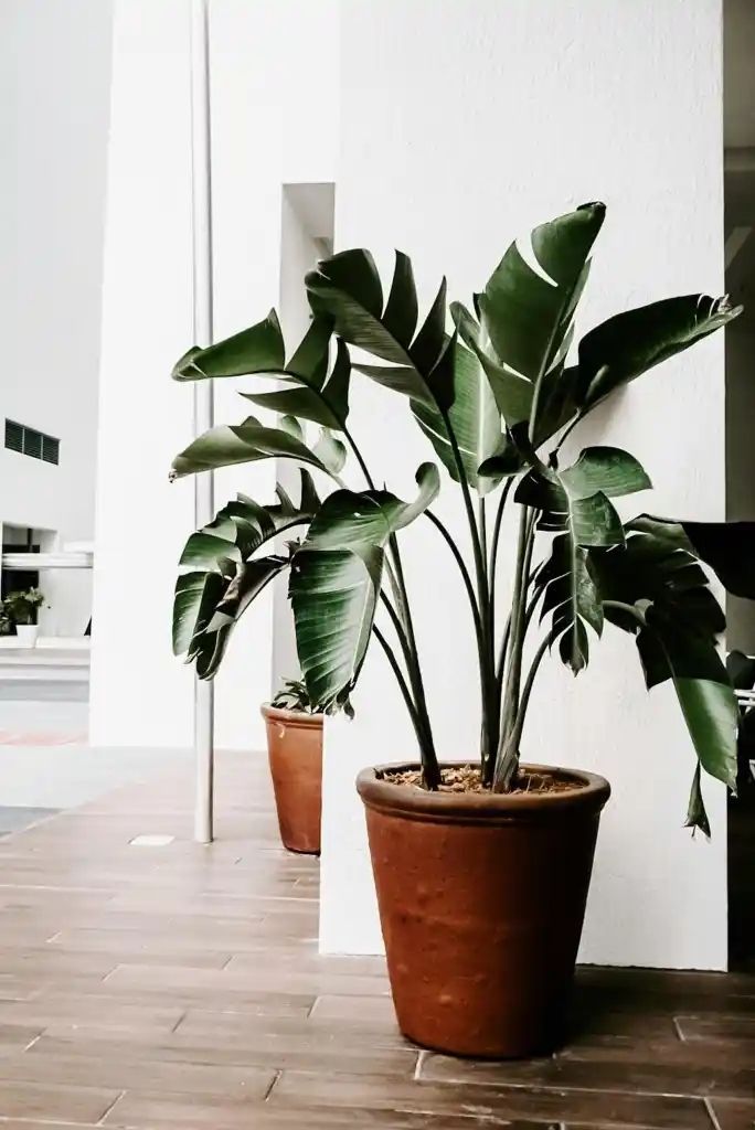 Two large potted bird of paradise plants with green leaves stand in front of a white wall and a brown tiled floor.