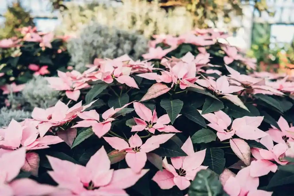 Pink poinsettias with dark green leaves in a lush, indoor garden setting.