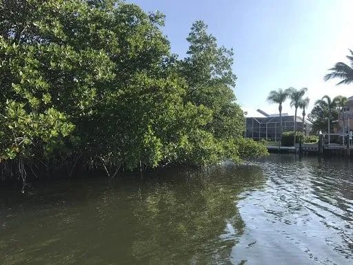 A boat navigates a waterway lined with dense green mangrove trees under a sunny sky. Palm trees and houses are visible in the distance.