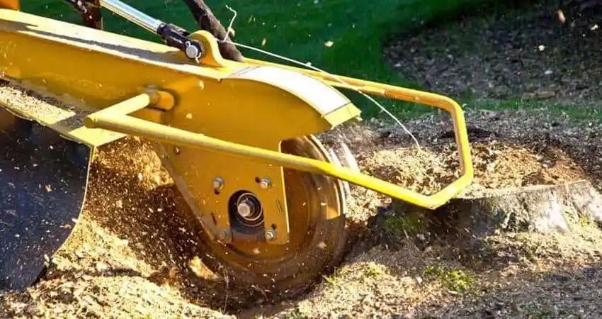 Yellow stump grinder in action, removing a tree stump in a grassy area, creating wood chips.