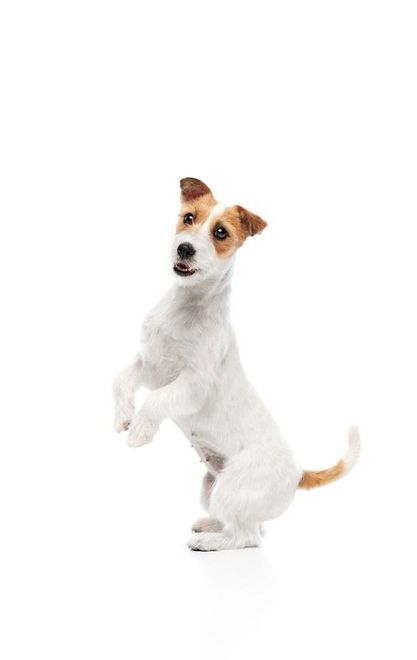 A jack russell terrier is standing on its hind legs on a white background.
