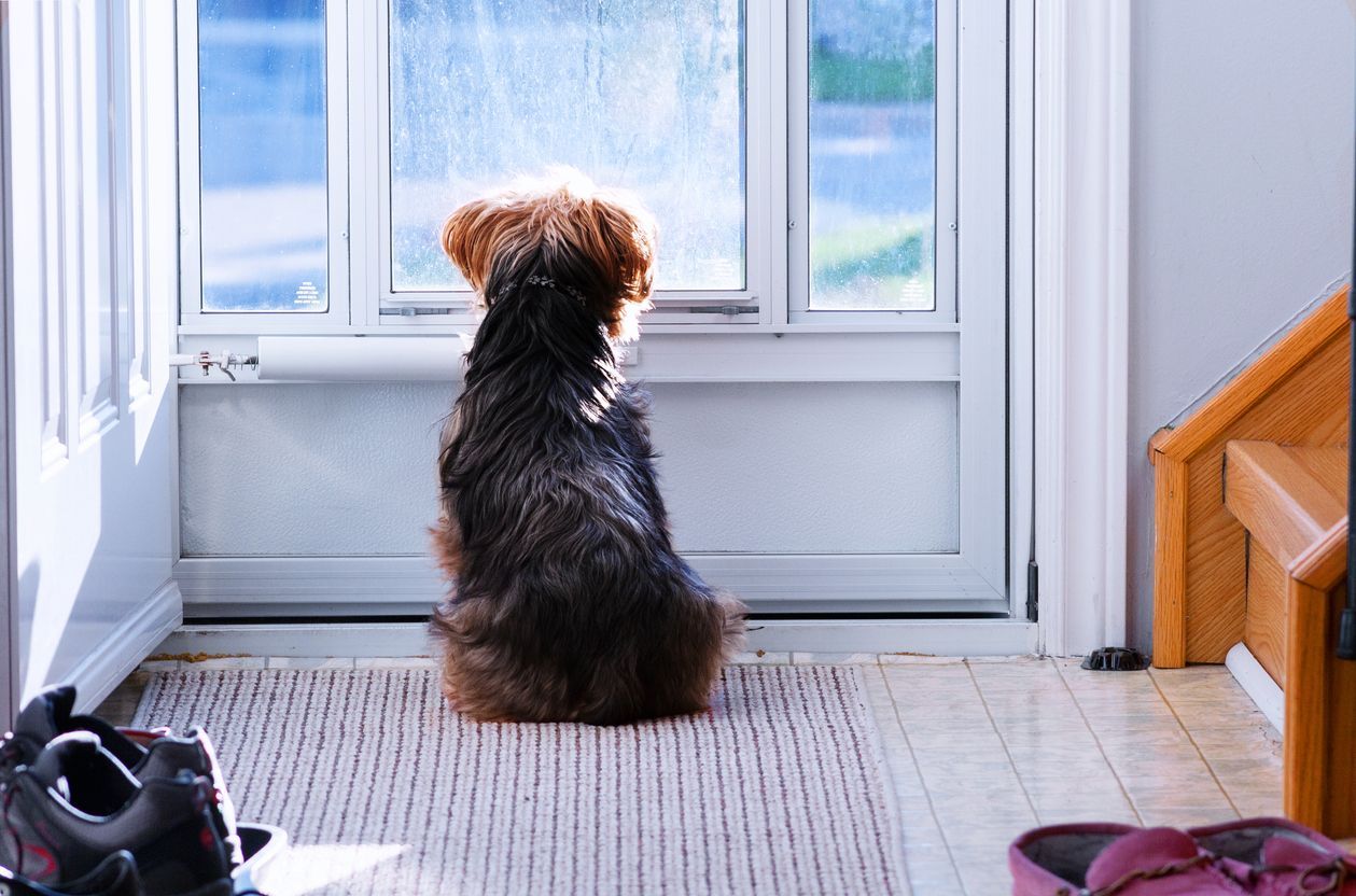 A dog is sitting on a rug looking out a window.