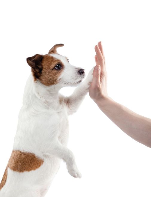 A dog is giving a high five to a person.