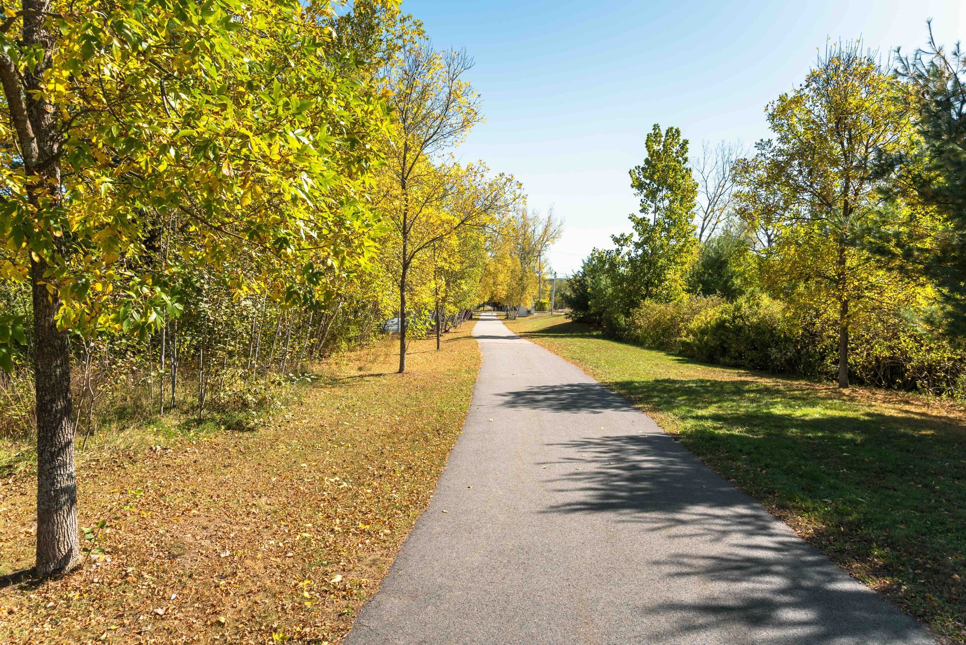 Paved path through trees with yellow fall foliage under a clear blue sky.