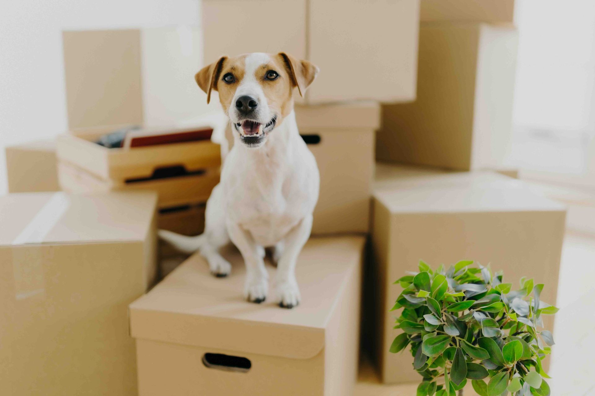 A small dog is standing on top of a pile of cardboard boxes.