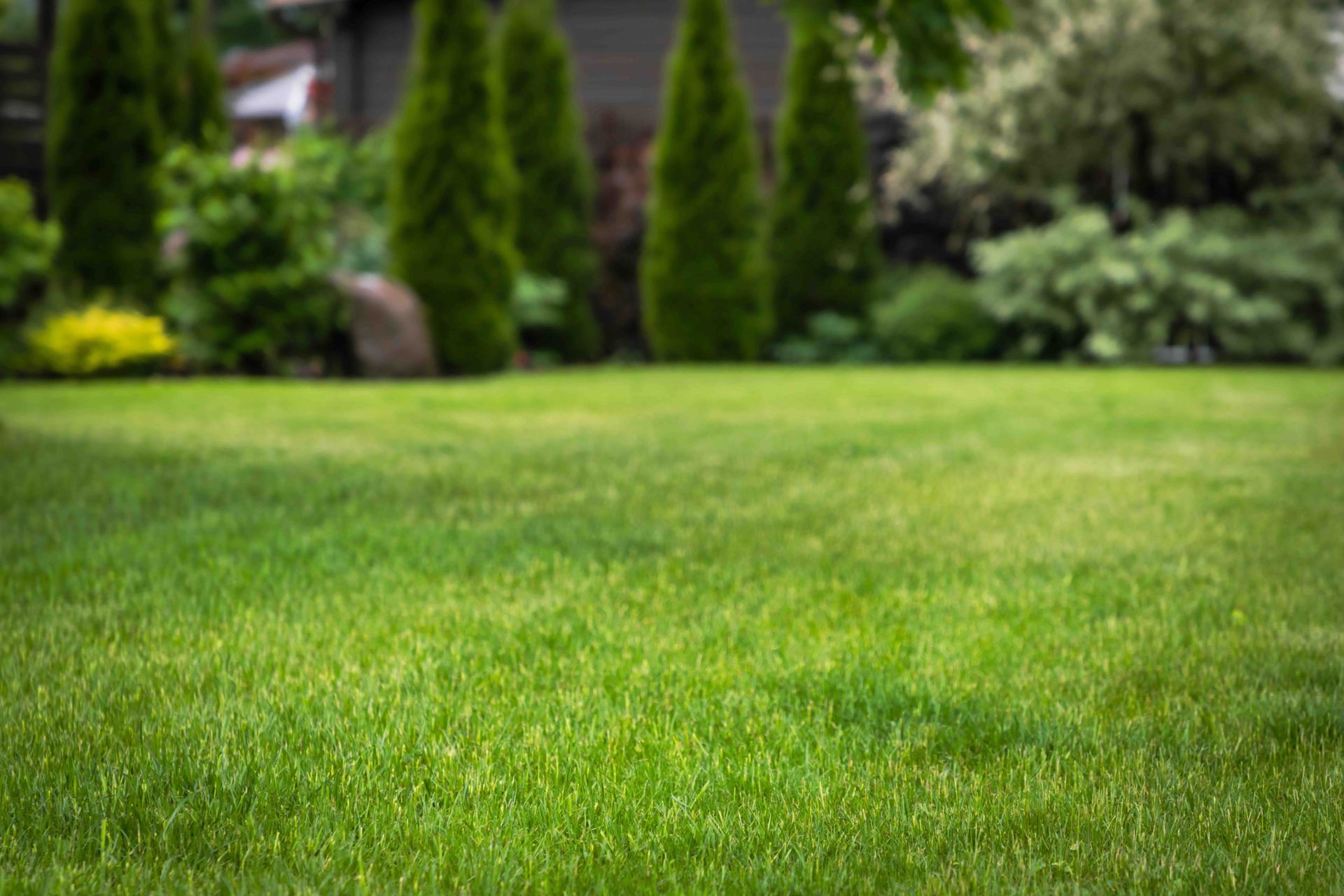 A lush green lawn with trees and a house in the background.