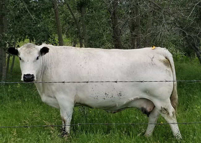 white cow