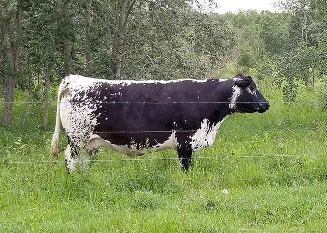 black and white cow