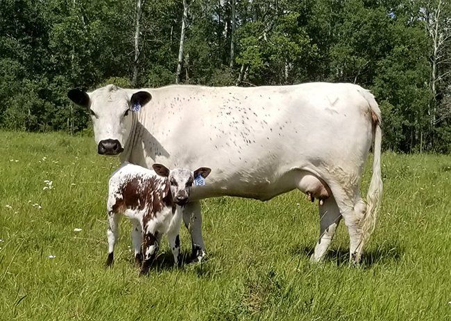 white cow